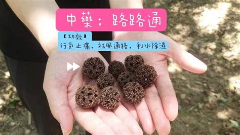 石牡丹功效|美麗桐的功效:祛風除濕,活血止痛,主風濕關節痛,